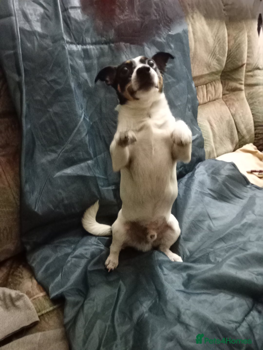 Jack Russell dogs for stud: Mr nipper thunderbolt knomes - Advert 3