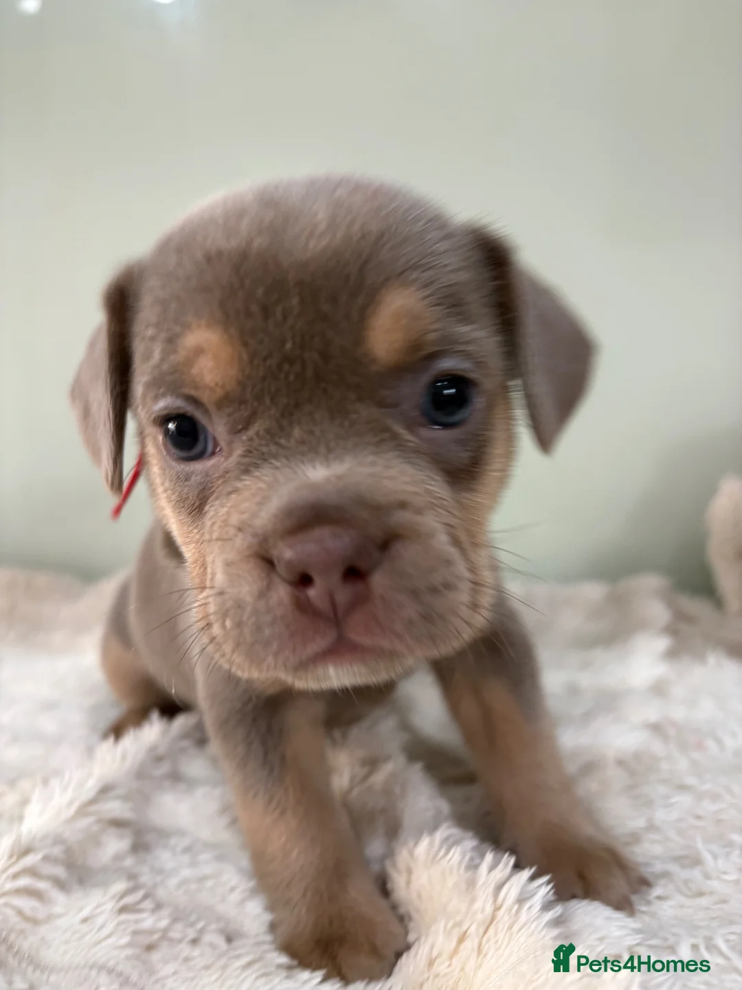 Mixed Breed dogs for sale: 3/4 French Bull Dog puppies  - Advert 7