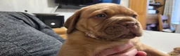 Dogue De Bordeaux dogs for sale: Dogue Du Bordeaux Puppies for Sale - Advert 2