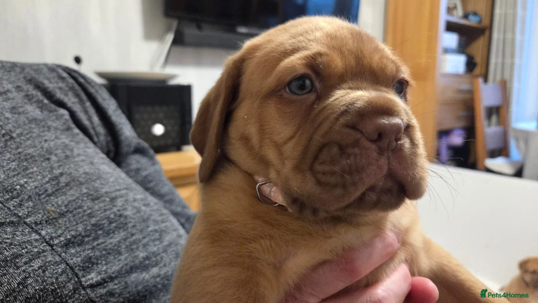 Dogue De Bordeaux dogs for sale: Dogue Du Bordeaux Puppies for Sale - Advert 2