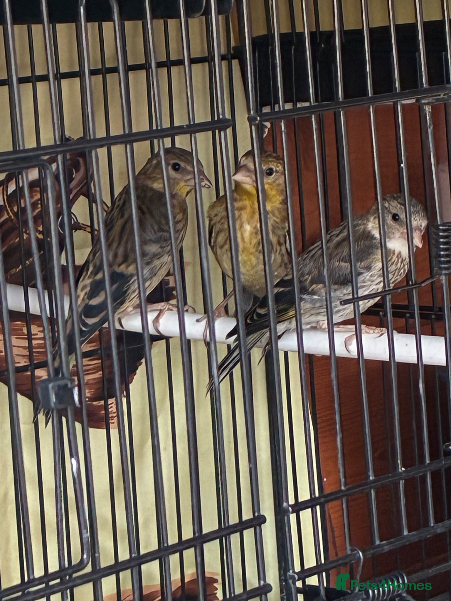 Finches birds Goldfinch mules  - Advert 2