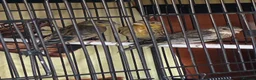 Finches birds for sale: Goldfinch mules  - Advert 1