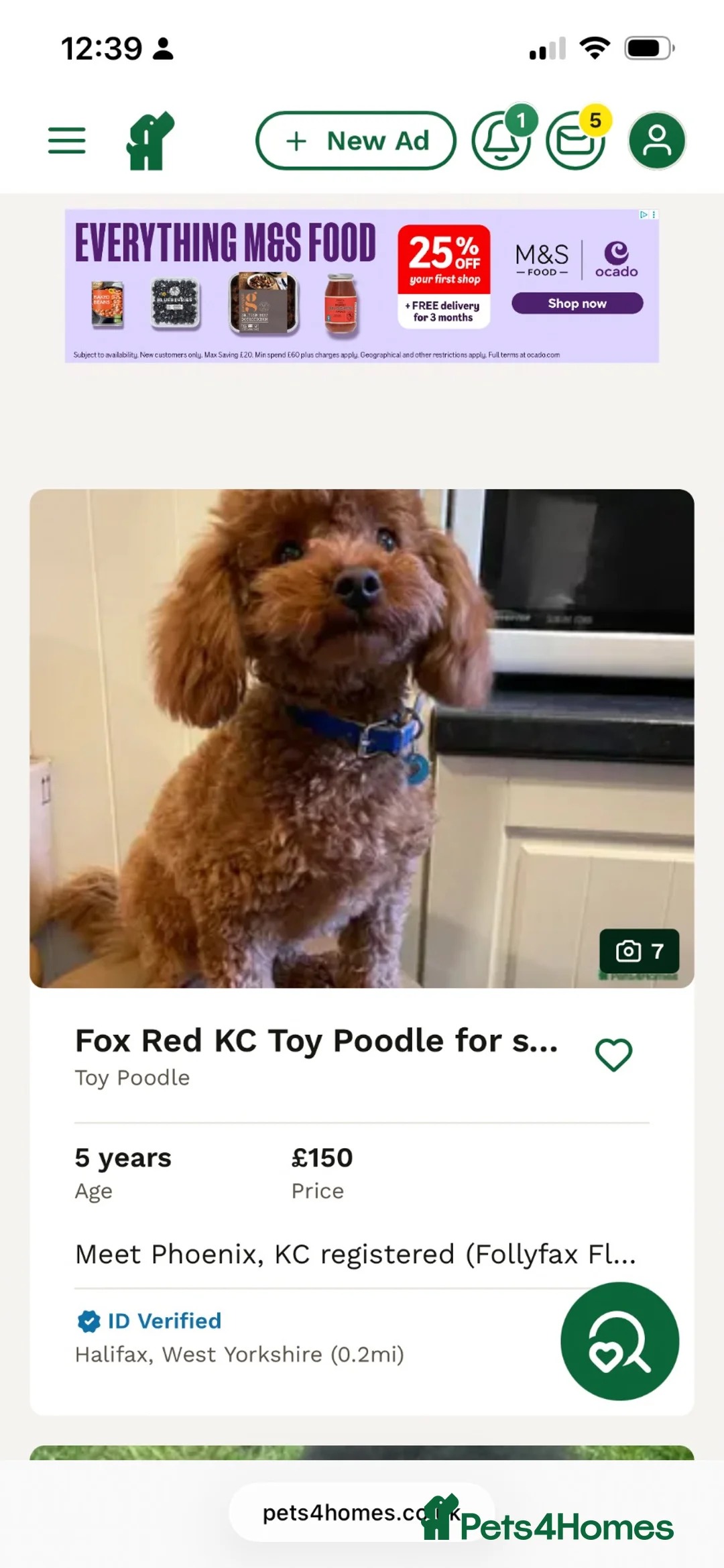 Toy Poodle dogs for sale: Red female KC Reg Toy poodle - Advert 6