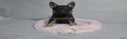German Shepherd dogs for sale: Beautiful German shepherd puppies - Advert 13