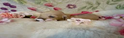 Miniature Dachshund dogs for sale: Cream long haired miniature dachshund puppies  - Advert 25