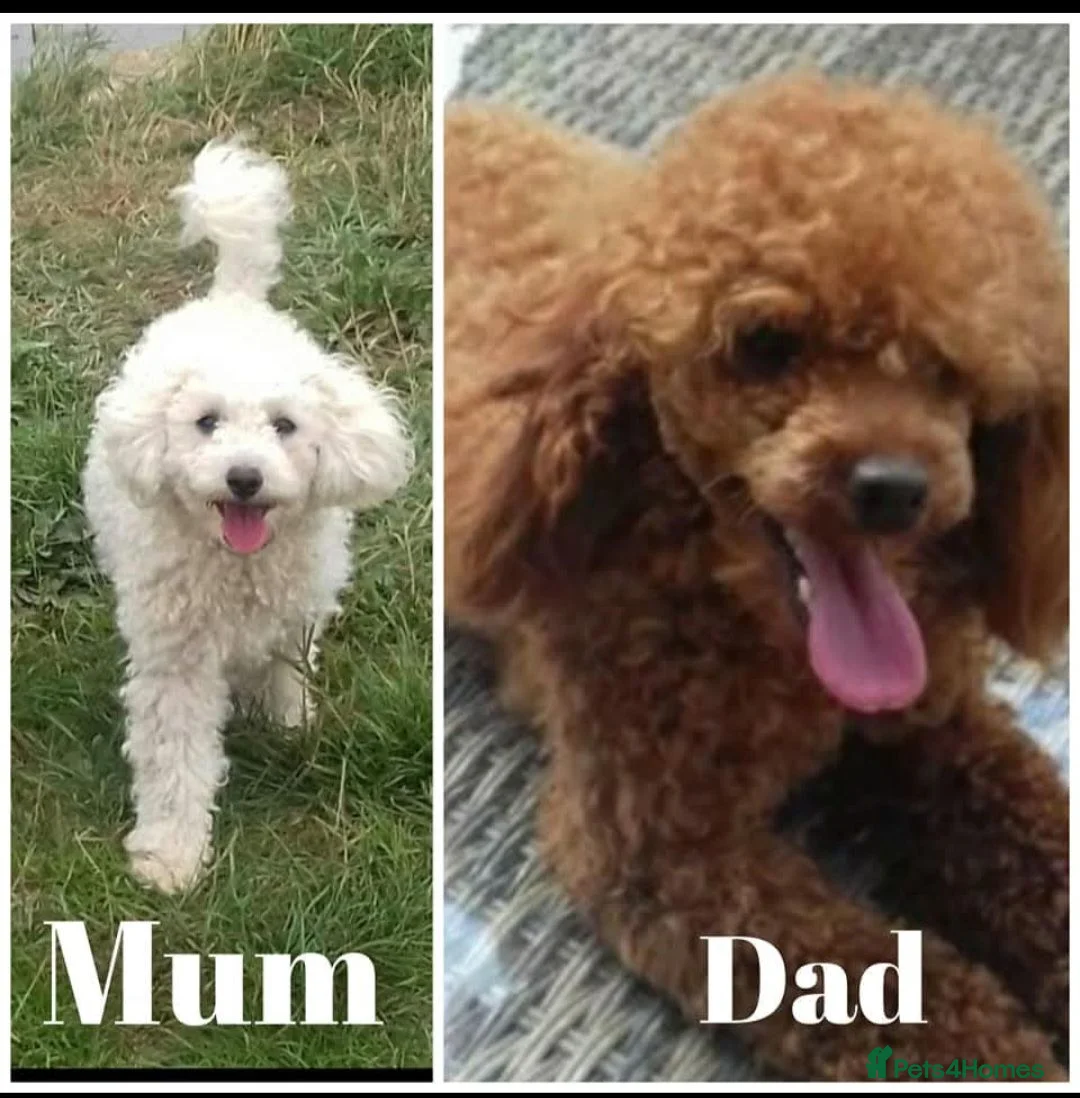 Mixed Breed dogs for sale: Robin male toy / Miniature poodle  - Advert 11