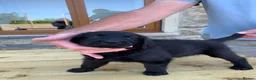 Flat coated Retriever dogs for sale: Flat coated pups ready 24/07 - Advert 27