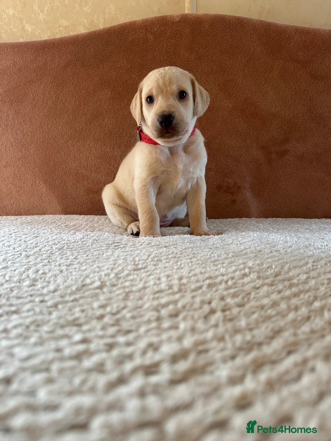 Mixed Breed dogs for sale: 1/9 F2 Weimador / Labmaraner  - Advert 19