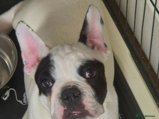 French Bulldog dogs - Advert 5