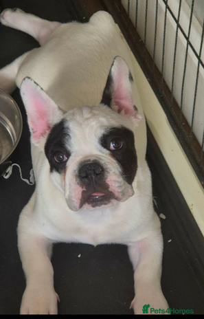 French Bulldog dogs - Advert 2