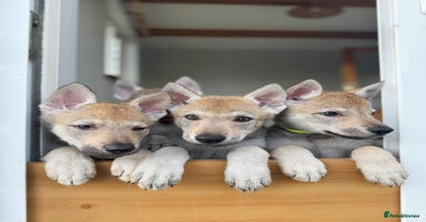 Saarloos Wolfdog dogs - Advert 7