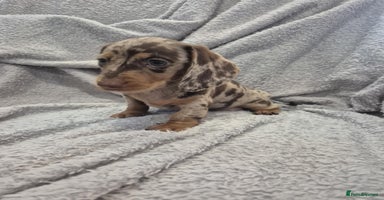 Miniature Dachshund dogs - Advert 4