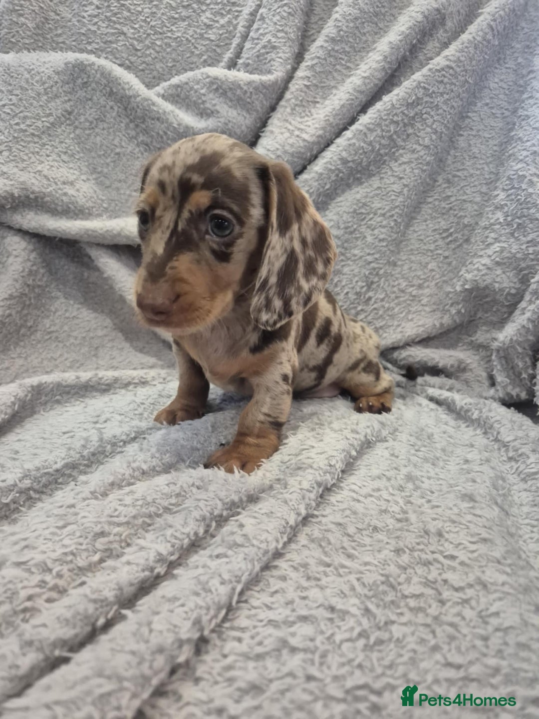 Miniature Dachshund dogs for sale: Kc dachshund babies ready next week - Image 2