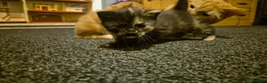 Mixed Breed Kitten 2