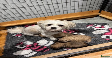 Shih Tzu dogs shih tzu F1 puppies  - Advert 11