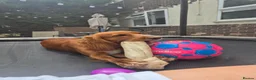 Cocker Spaniel dogs for sale: Working English cocker spainiel  in Boston - Advert 9