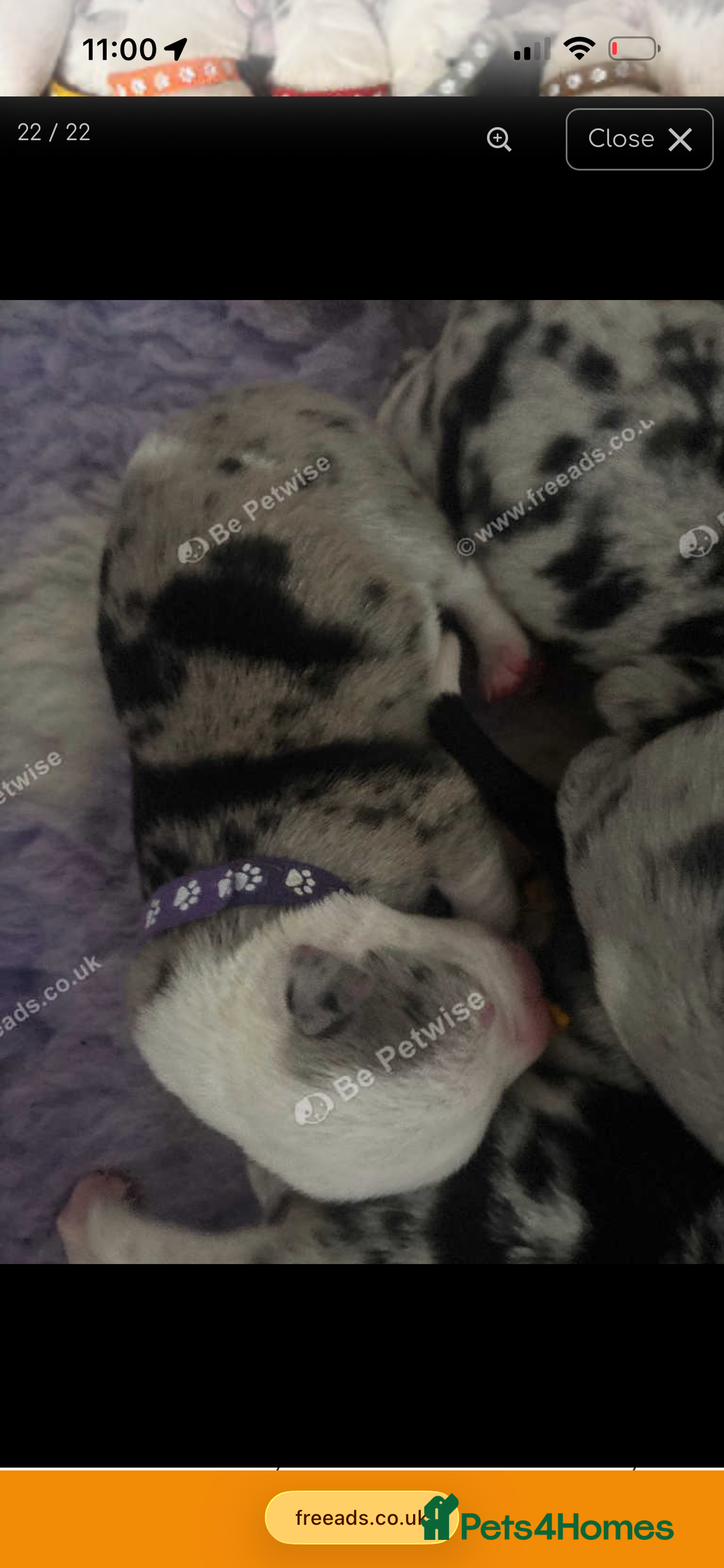 Mixed Breed dogs for sale: beautiful Bull/Greyhound puppies  - Image 9