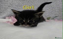 Maine Coon cats for sale: 6 Maine Coone kittens. - Image 5