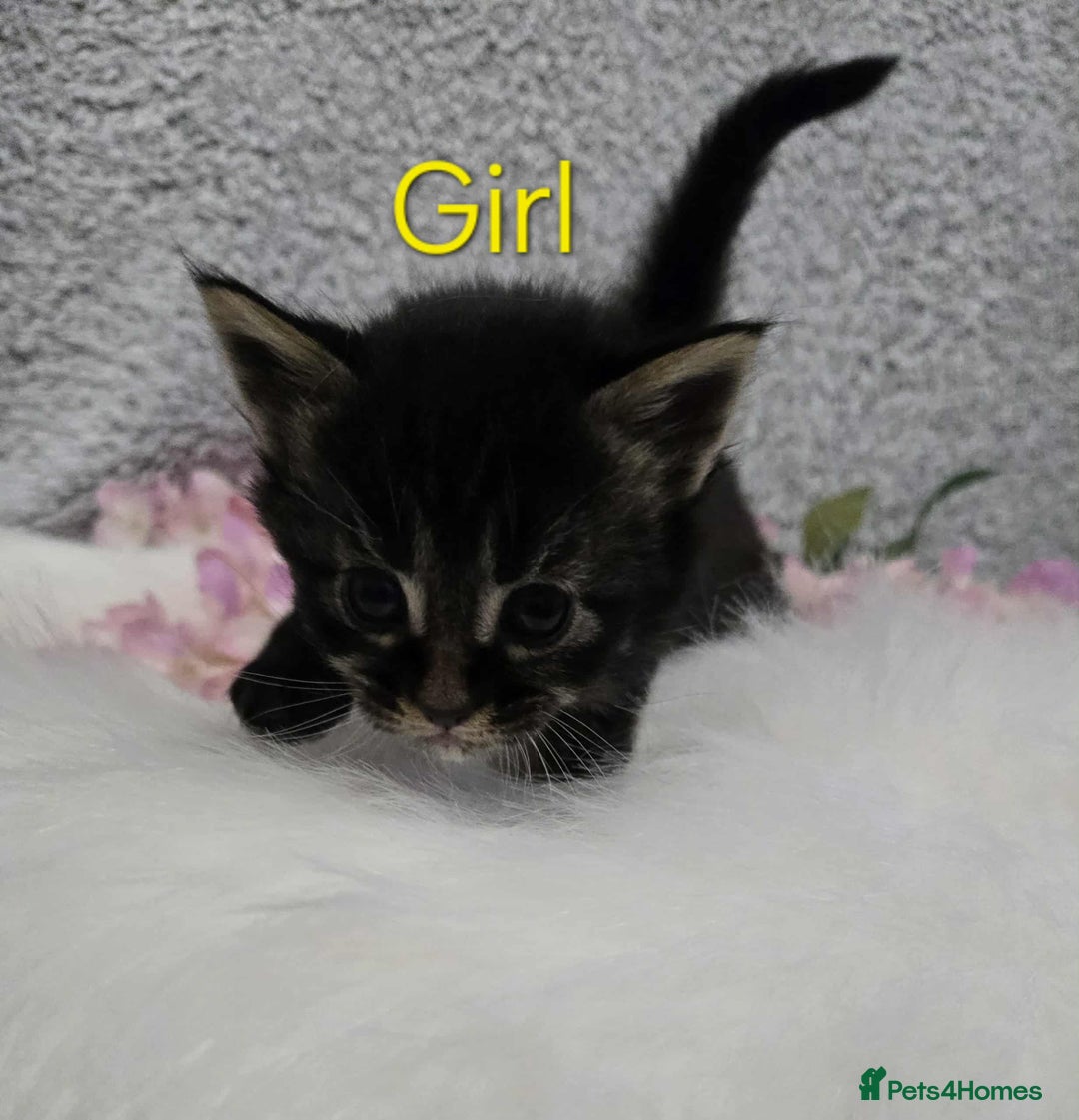 Maine Coon cats for sale: 6 Maine Coone kittens. - Image 5