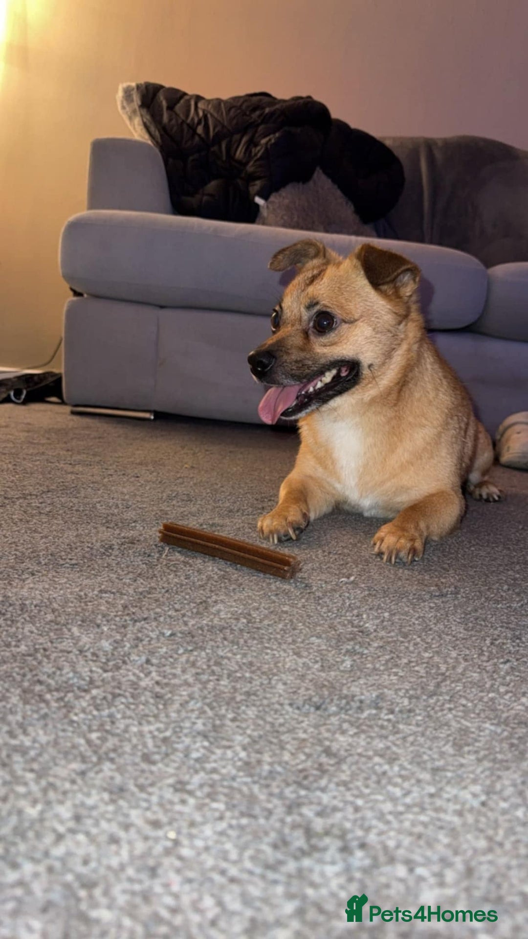 Mixed Breed dogs for adoption: TED   - Advert 5