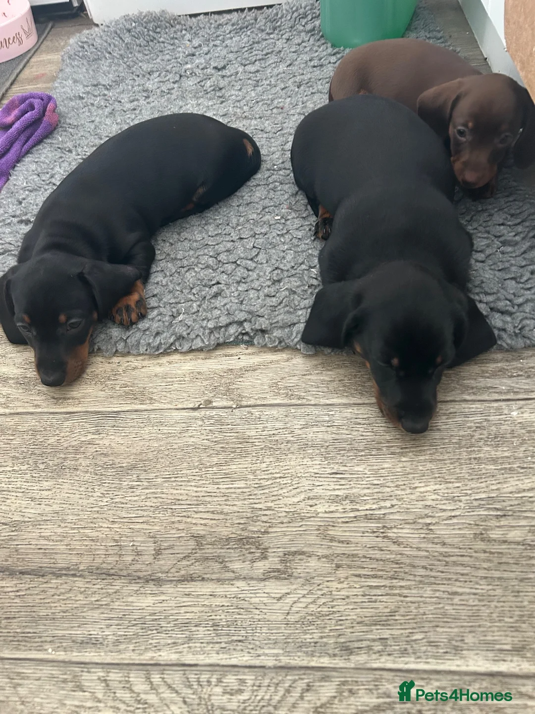 Dachshund dogs for sale: Dashund puppies  - Advert 2