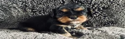 Cavalier King Charles Spaniel dogs for sale: KC Cavalier King Charles Puppies, All 4 Colours. - Advert 19