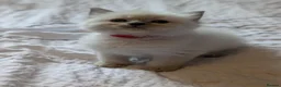 Ragdoll cats for sale: Ragdoll Kittens - Advert 8