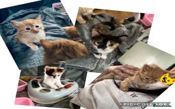 Mixed Breed cats for sale: Fluffy ginger & short fur calico 🐱🤩 - Image 1