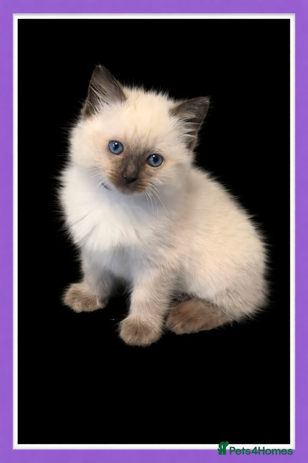Ragdoll cats for sale: 4 ragdolls looking for forever homes  - Advert 3