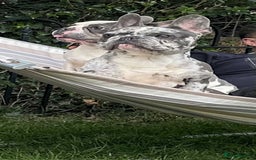 French Bulldog dogs for sale: French Bulldog Girl  - Advert 7