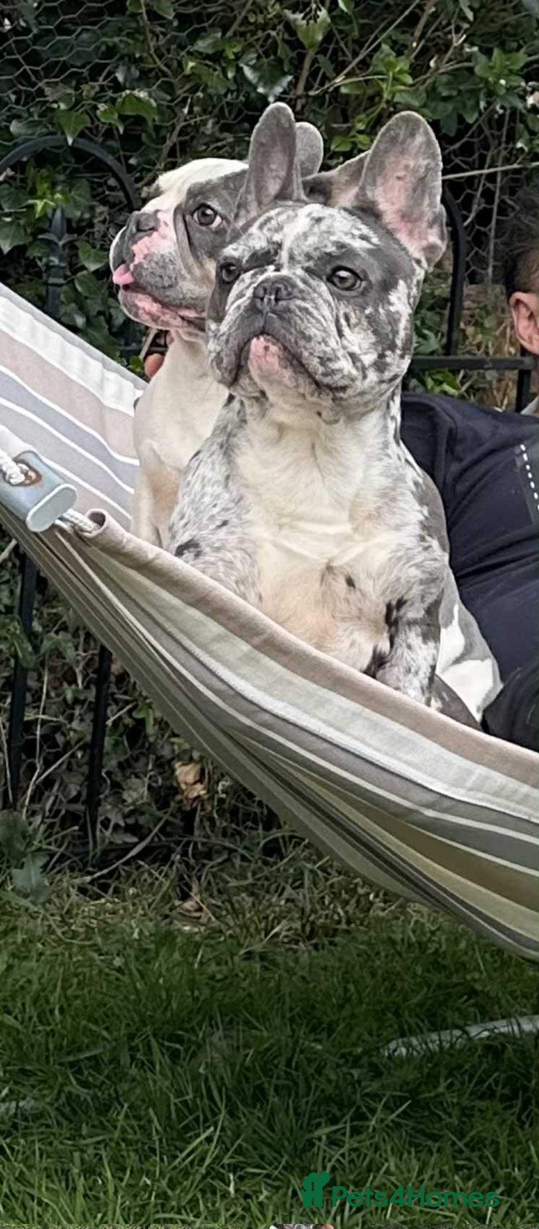 French Bulldog dogs for sale: French Bulldog Girl  - Advert 7