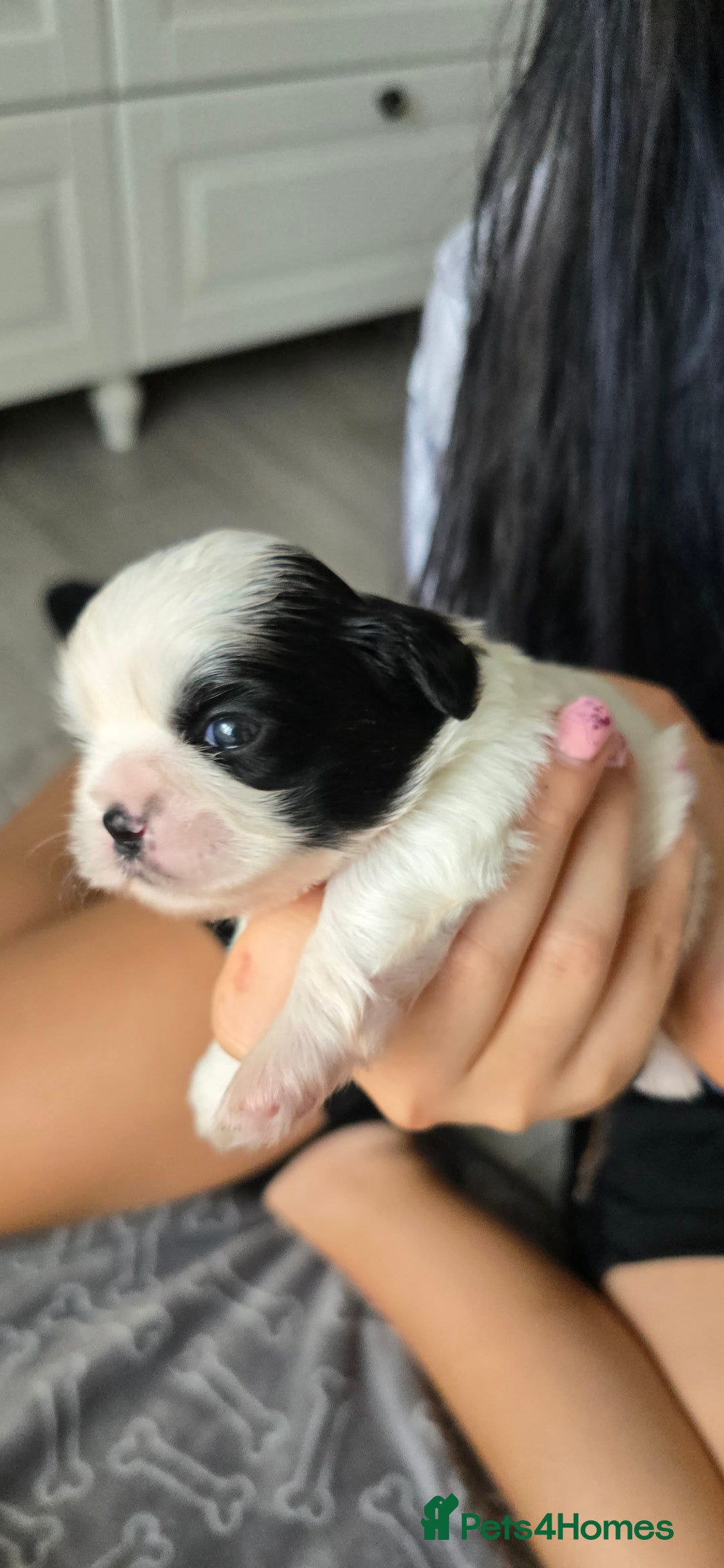 Shih Tzu dogs for sale: Puppies for reservation / sale  - Image 7
