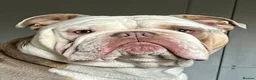 English Bulldog dogs for sale: English Bulldog for rehoming - Advert 25