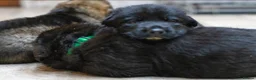 German Shepherd dogs for sale: ** Elite Working GSDs – KC Reg, Health Tested ** - Advert 14