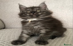 Maine Coon cats for sale: MaineCoon Kittens 2Girls Black Smoke Ready toleave - Image 18