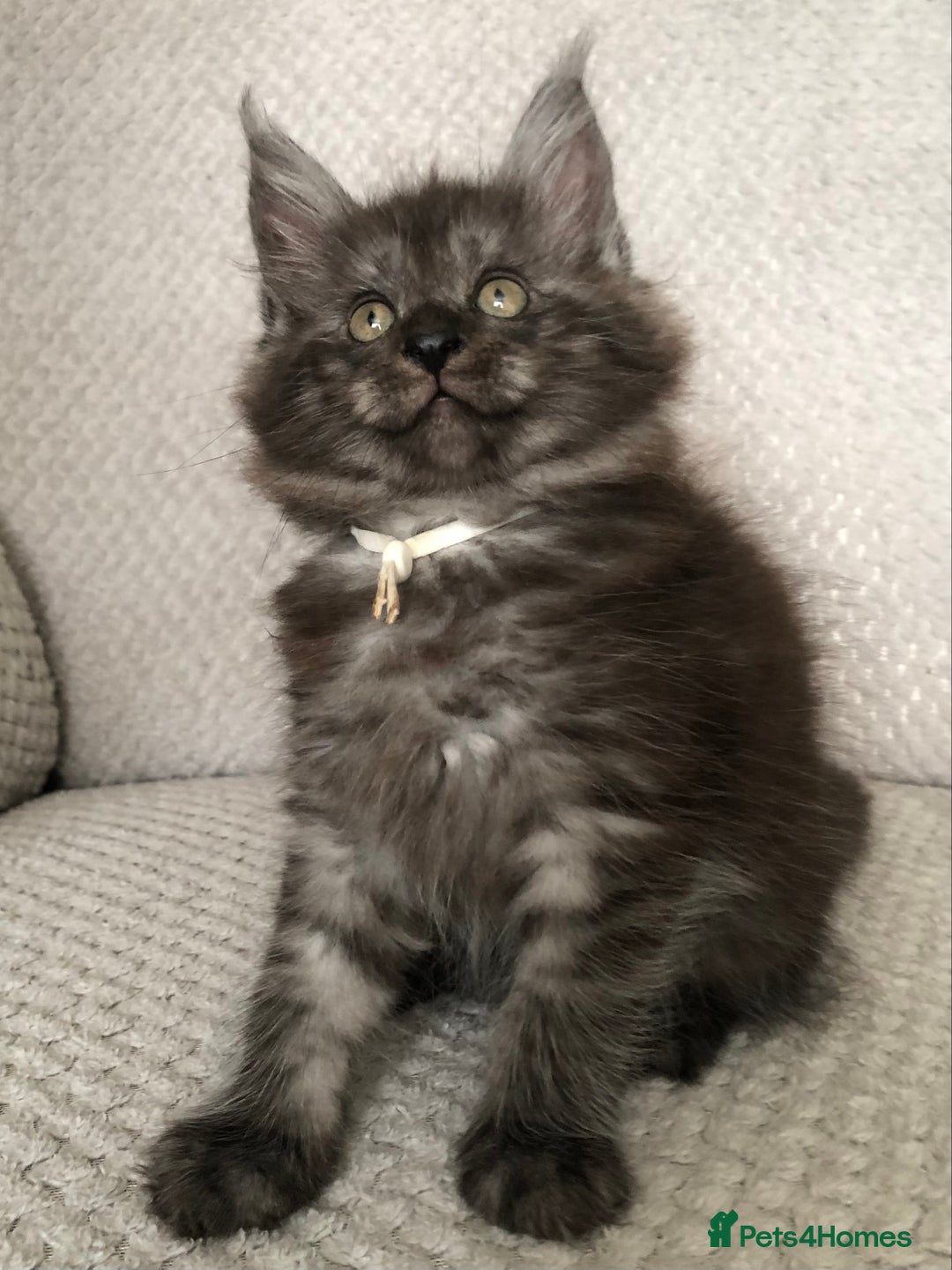 Maine Coon cats for sale: MaineCoon Kittens 2Girls Black Smoke Ready toleave - Image 18