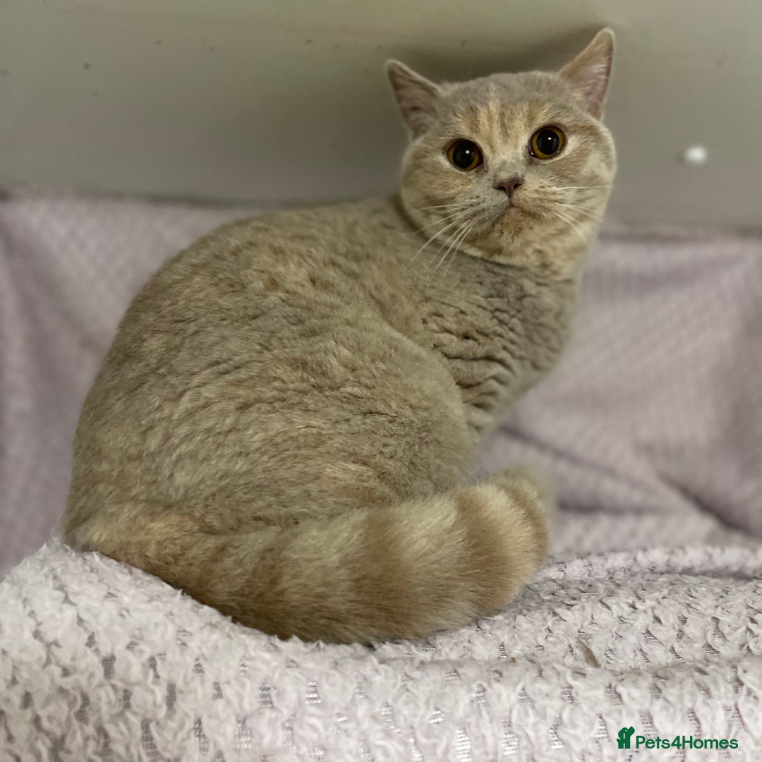 British Shorthair cats for sale: Stunning GCCF Registered Active Female - Advert 3