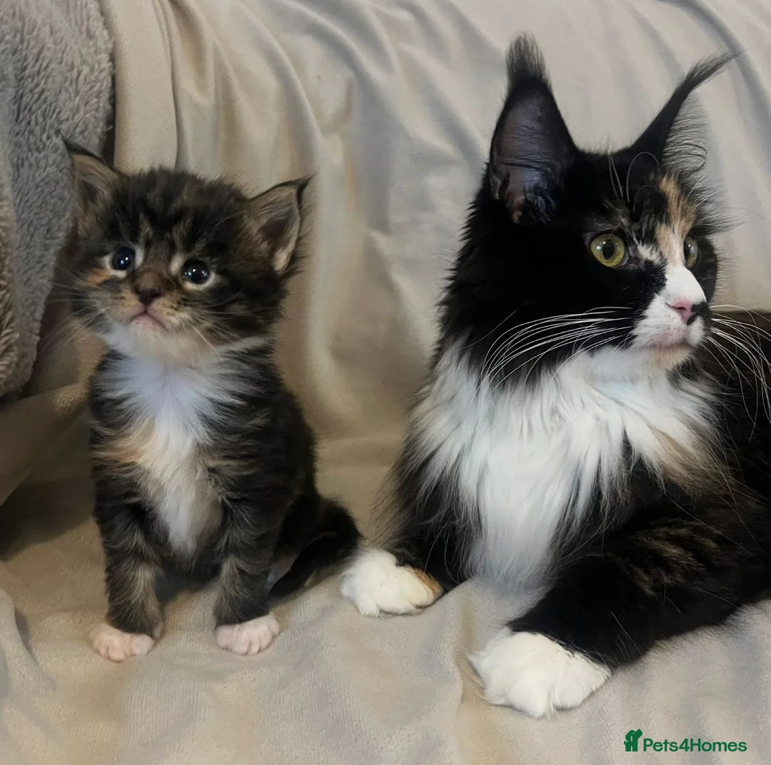 Maine Coon cats for sale: Beautiful and healthy litter of Maine coon kittens - Advert 1