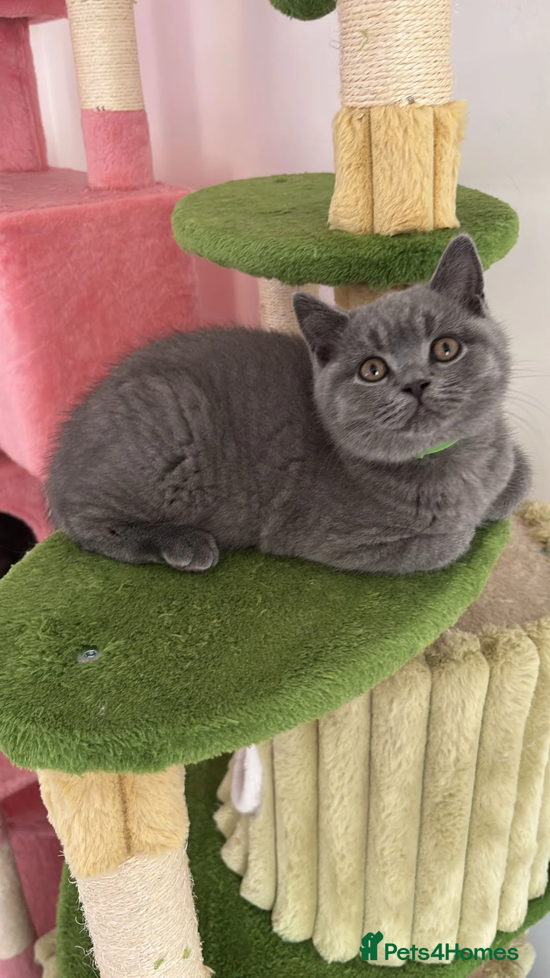 British Shorthair cats for sale: 🧸2 Remaining Chunky British Shorthair Kittens🧸 - Advert 9