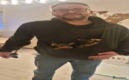 Miniature Pinscher dogs for sale: Prazsky krysarik (miniature pinscher) - Advert 2