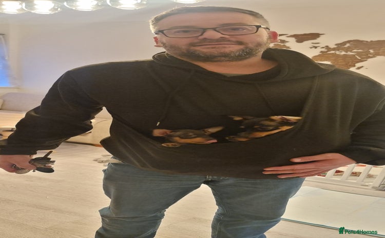 Miniature Pinscher dogs Prazsky krysarik (miniature pinscher) - Advert 1