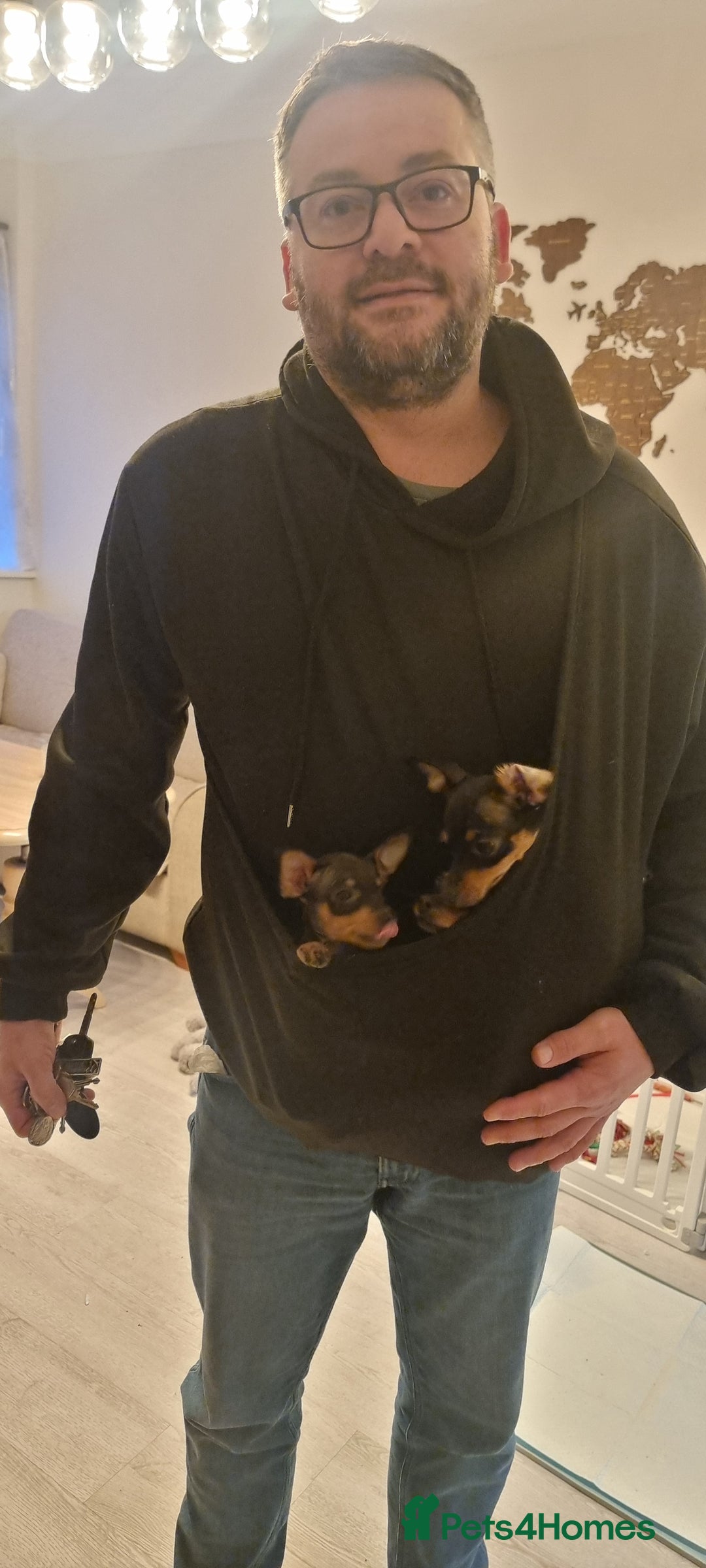 Miniature Pinscher dogs for sale: Prazsky krysarik (miniature pinscher) - Advert 2