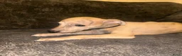Whippet dogs for sale: Exceptional litter of KC registered whippets - Advert 5