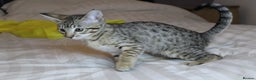 Savannah cats for sale: Stunning Davannah kittens - Advert 12