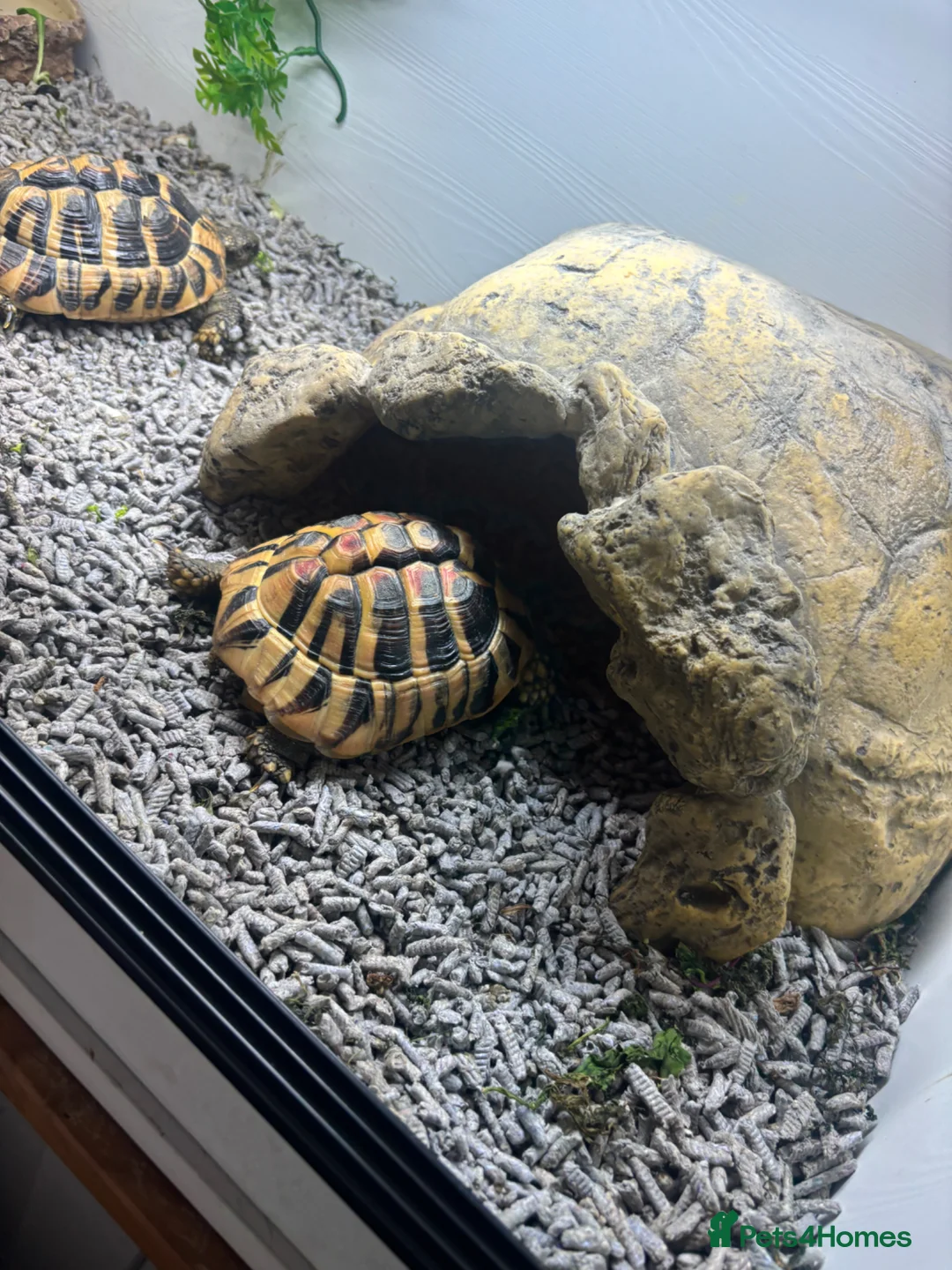 Hermann Tortoise reptiles for sale: 2 tortoise and housing  in Sutton Coldfield - Advert 2