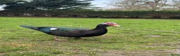 Ducks poultry for sale: Muscovy Drake - 9 months old  - Advert 3