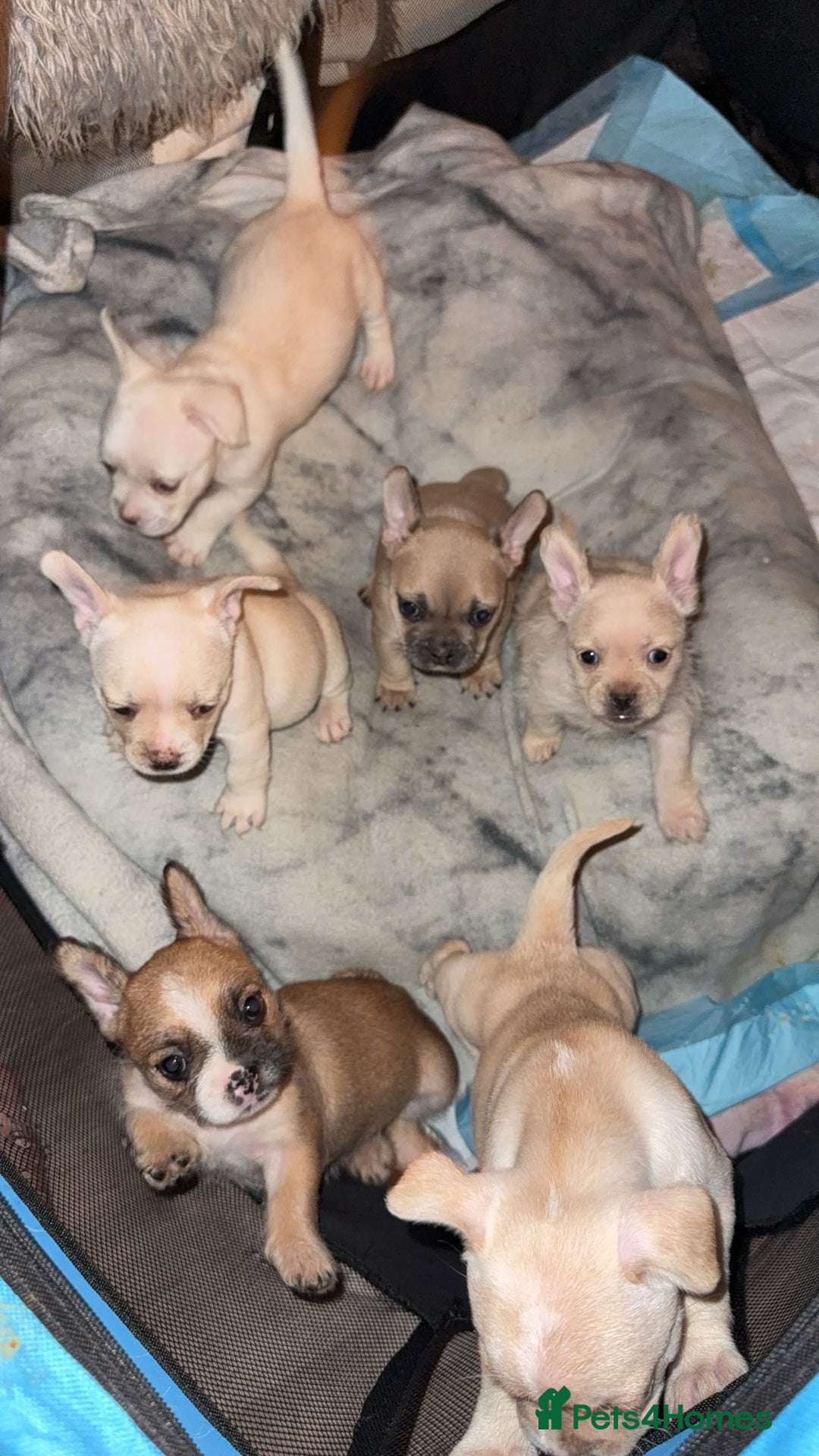 Mixed Breed dogs for sale: French bulldog cross border terrier puppies in Taunton - Advert 5