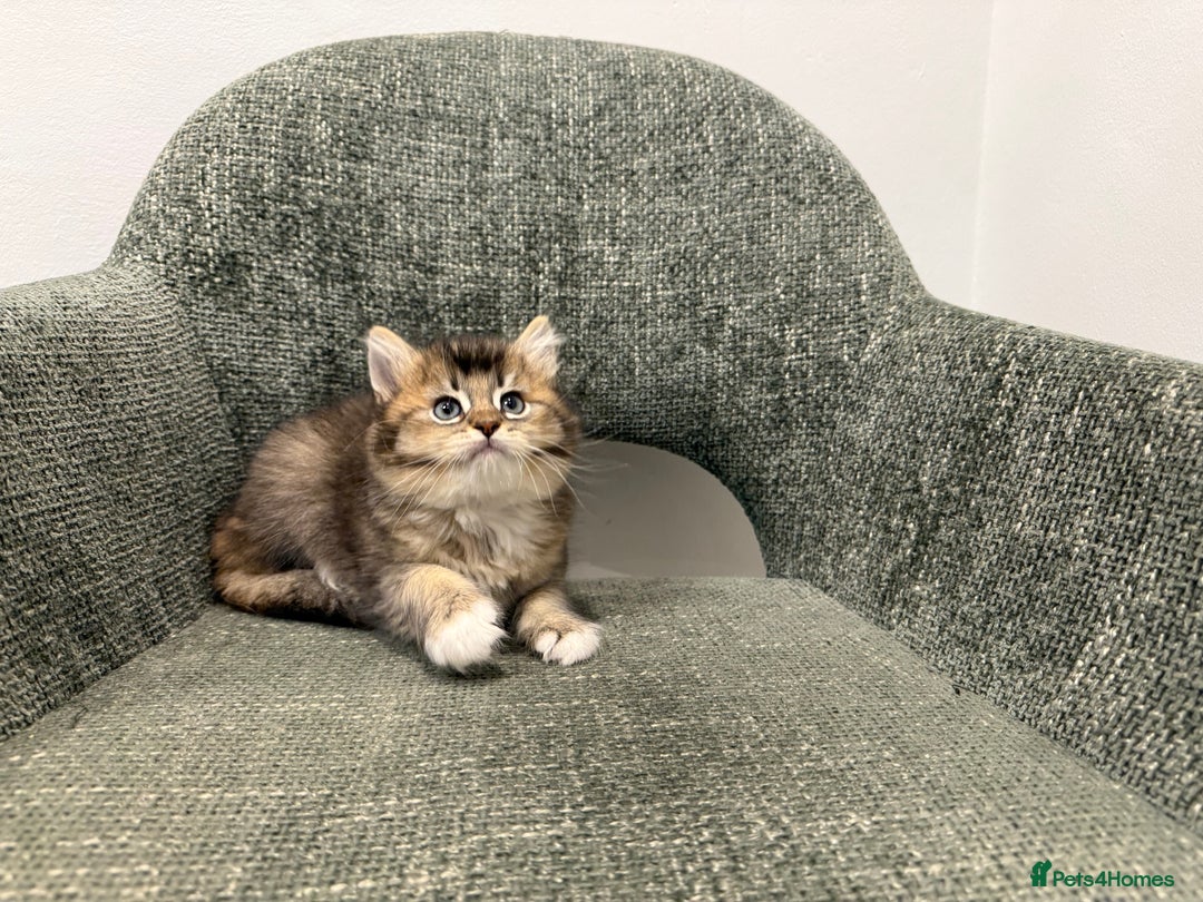 British Longhair cats for sale: 3/4 British longhair kittens - Image 4