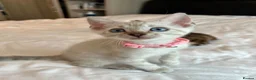 Bengal cats for sale: Stunning Bengal Kittens Ready for Reservation 😍 - Advert 21