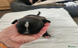 Staffordshire Bull Terrier dogs for sale:  Unique Classic Markings - Image 37